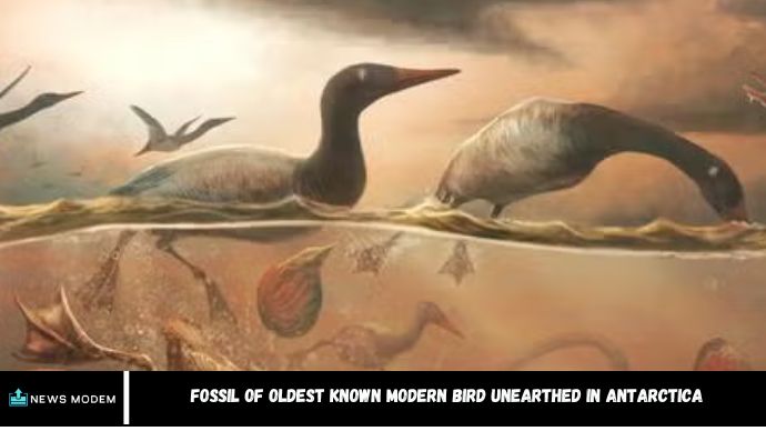 Fossil of Oldest Known Modern Bird Unearthed in Antarctica